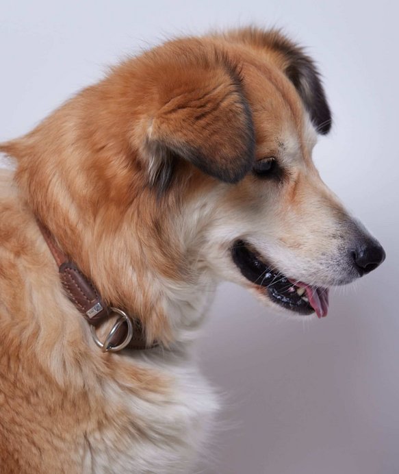Ein mittelgroßer Hund mit braun-weißem Fell und einem Lederhalsband schaut nach rechts in einem neutralen, grauen Hintergrund.