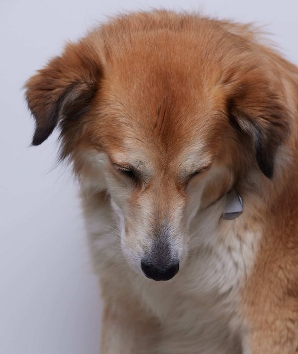 Ein brauner Hund mit geschlossenen Augen und Plakette, sitzt ruhig vor einem neutralen, hellen Hintergrund.
