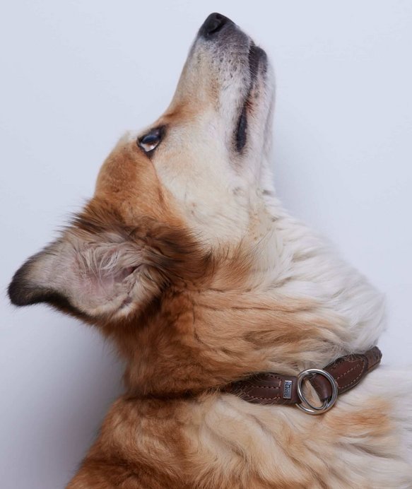 Hund mit braun-weißem Fell schaut nach oben. Ein Lederhalsband mit silbernem Ring ist um seinen Hals gelegt. Der Hintergrund ist schlicht weiß.