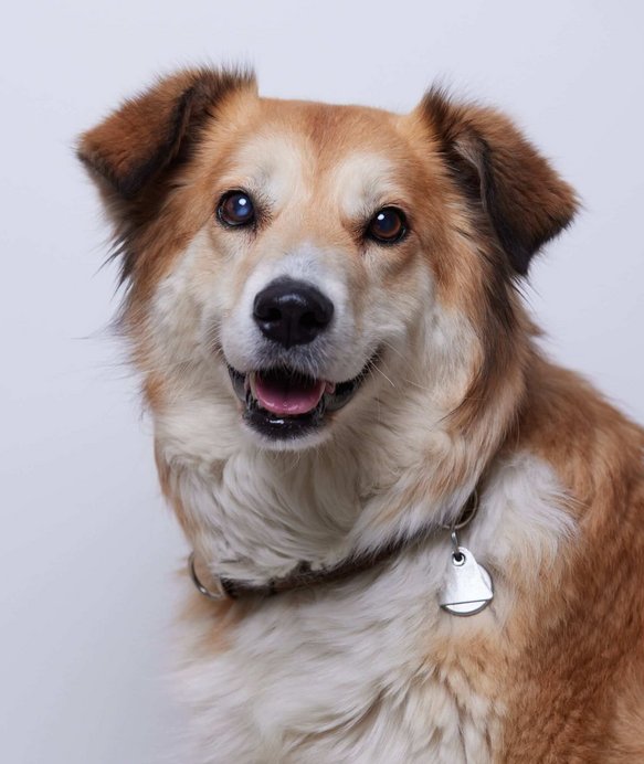 Ein Hund mit beigem und weißem Fell sitzt und schaut freundlich in die Kamera. Er trägt ein Halsband mit Anhängern vor einem neutralen, hellgrauen Hintergrund.